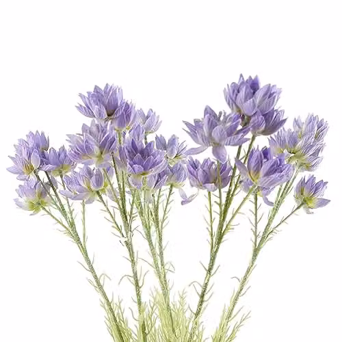 Leaf Pack of 6 Purple Starflower Artificial Flower Stems, H 60 cm