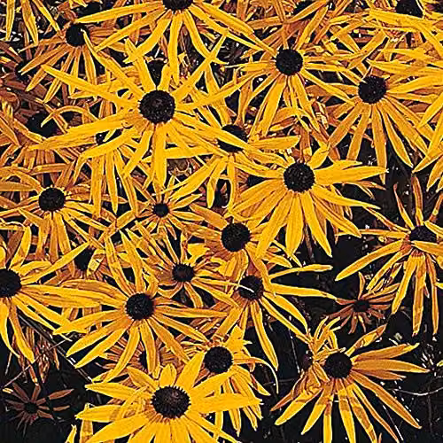 Thompson and Morgan Rudbeckia Goldsturm Hardy Perennial Yellow Flower Seeds, 100 Seeds – 2