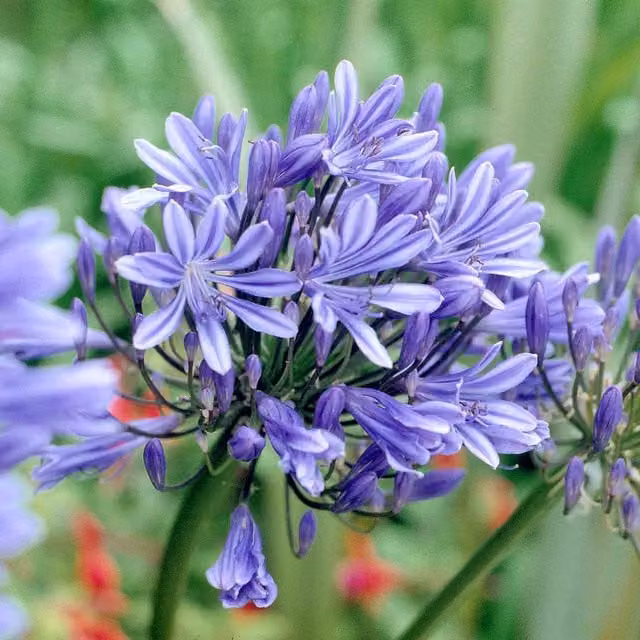 Marshalls Garden Blue Agapanthus Perennial Summer Flowering Plant in Pot