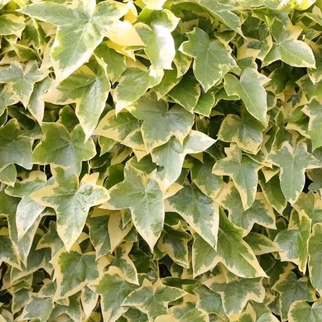 Plant Theory Hedera Helix Goldchild Evergreen Climbing Vine, Green