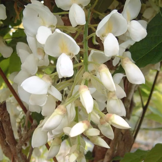 Plants By Post Wisteria Sinensis Silk Plant in Pure White