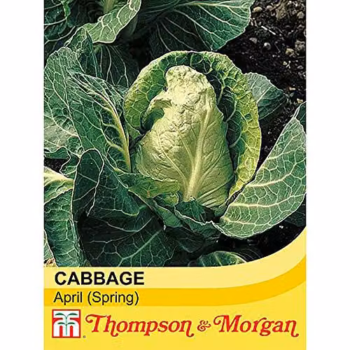 Thompson and Morgan Cabbage April Seeds Brassica oleracea Capitata Group, 300 Seeds