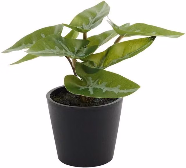 KDMD Mini Syngonium Potted House Plant, 2 Pack, Green, Height: 13 cm