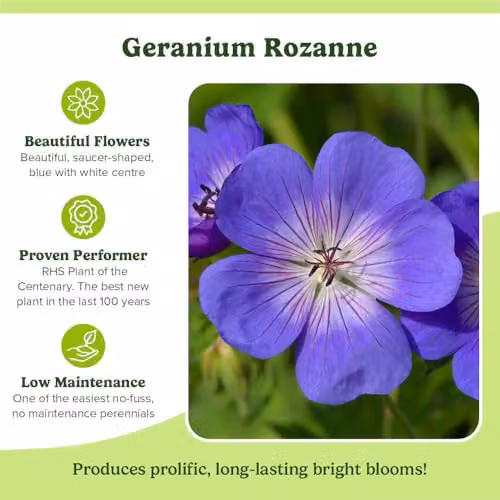 YouGarden 3 x Hardy Geranium Rozanne Blue Perennial Plants in 9cm Pots – 3