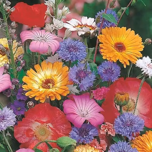 Mr Fothergill's RHS Cottage Garden Mixed Flower Seeds, Multicolour, 20g – 2