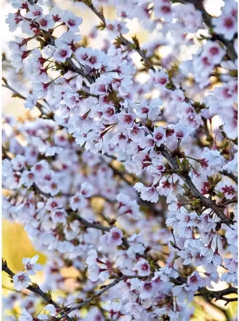 Thompson & Morgan Prunus Incisa Kojo-No-Mai Pink Ornamental Cherry Tree