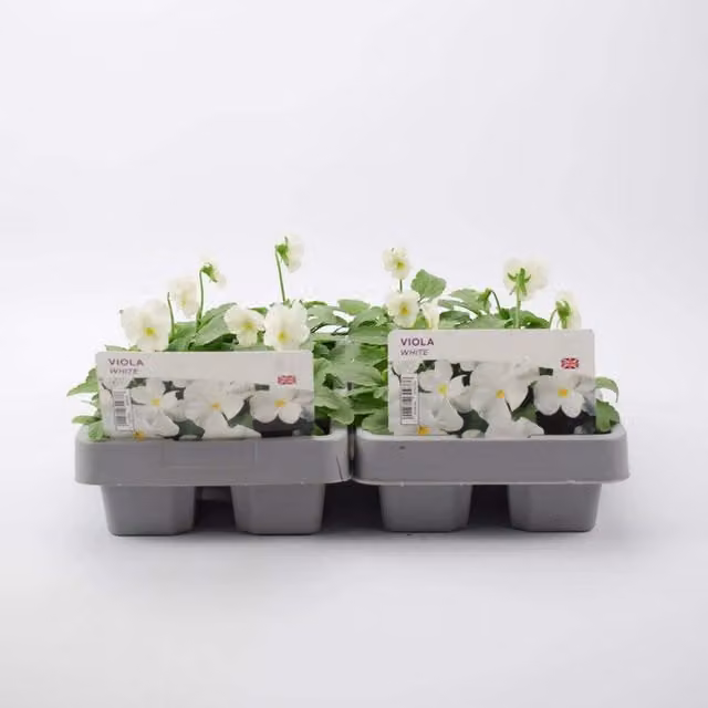 Plants By Post Viola Cortuna White Bedding Plants, 12 Pack