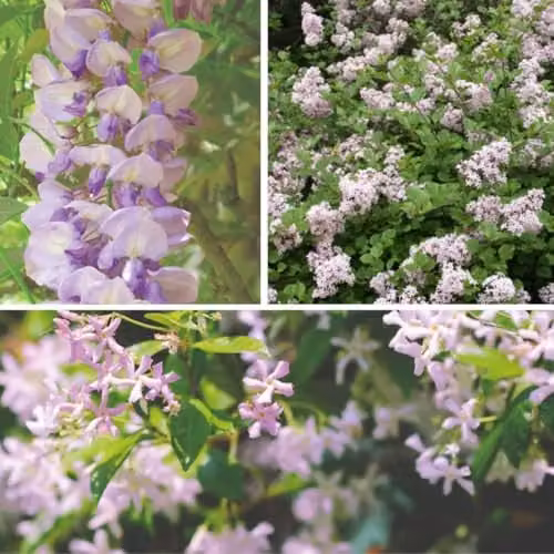 Thompson & Morgan Scented Plant Trio Collection of Syringa Lilac Palibin, Trachelospermum Pink Showers and Wisteria Sinensis, 3 x 9cm Potted Climbing Shrubs in Pink and Purple