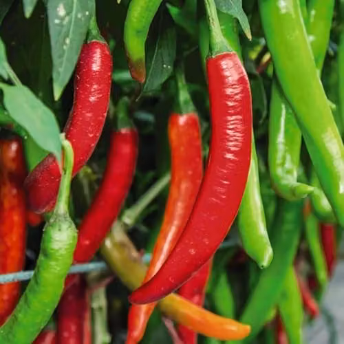 Thompson & Morgan Pepper Chilli Sizzler F1 Jalapeno Vegetable Seeds, Red, 1x Seed Packet – 1