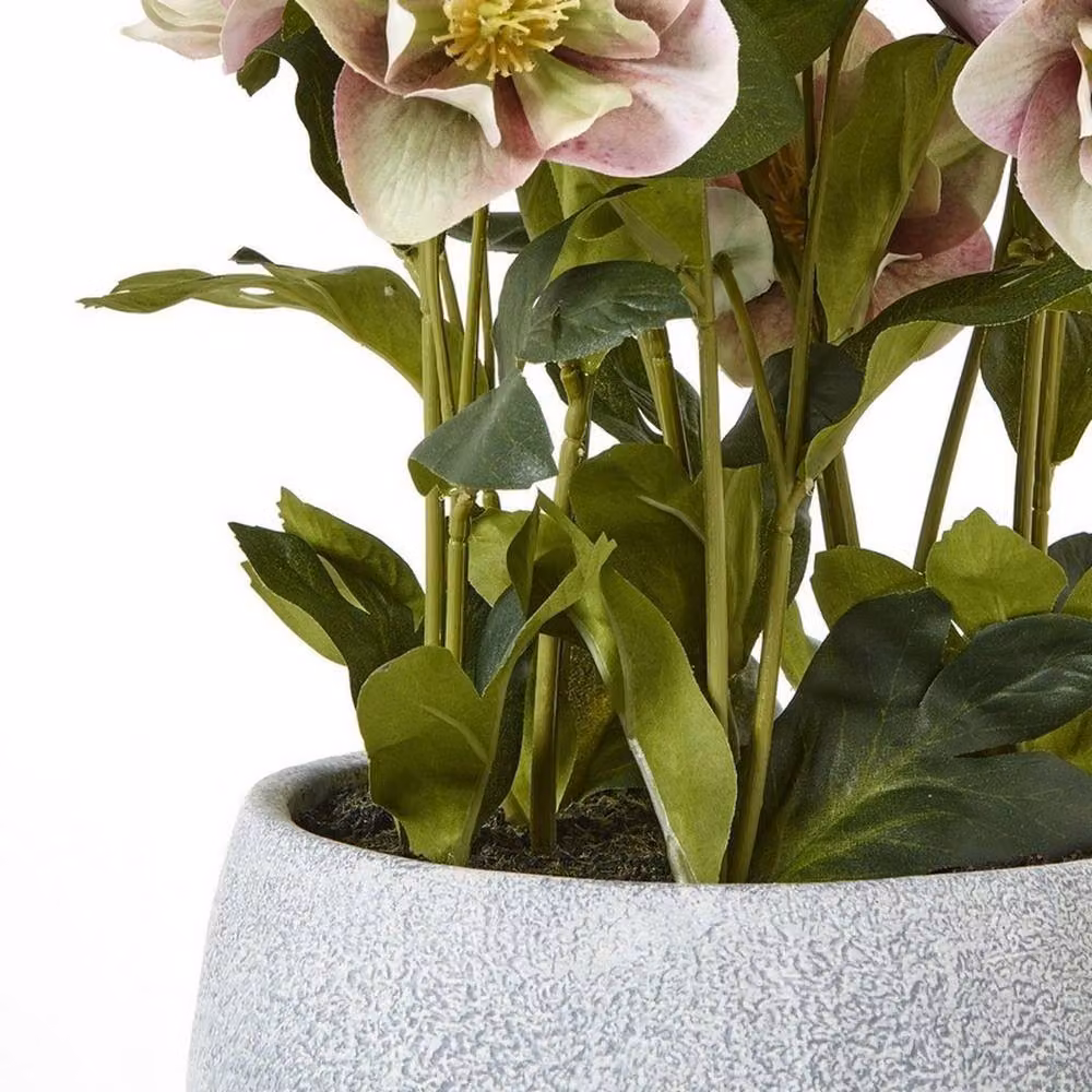 Lemon Pavilion Potted Variegated Hellebore Plant in Pink, White and Grey Pot, W: 38 cm, D: 33 cm, H: 41 cm – 4