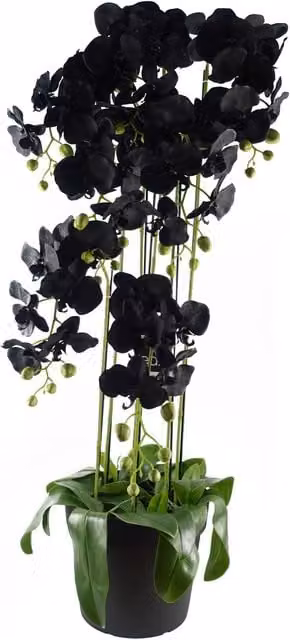 Leaf Design UK Realistic Artificial Black Orchid Plant with 41 Real Touch Flowers in Green Pot, Height: 110 cm – 6