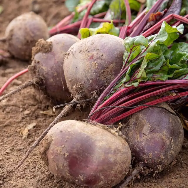 Marshalls Garden Pablo Beetroot Seeds, High-Yield Red/Purple Vegetable Seeds, approx. 300 seeds