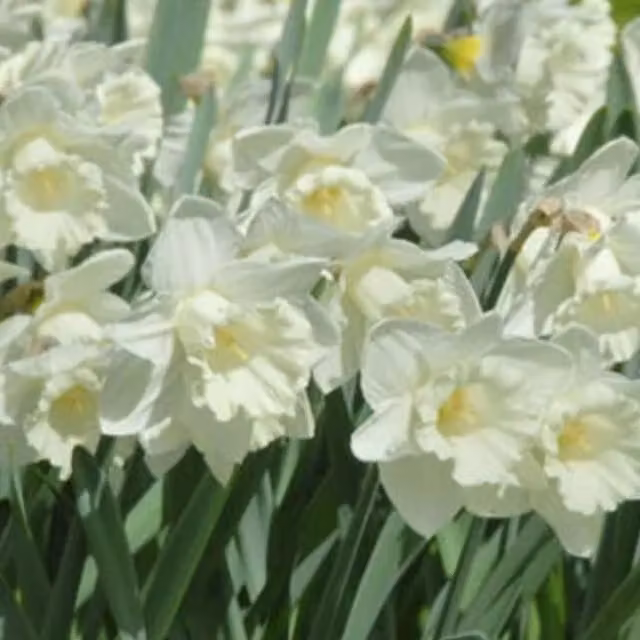 Plants By Post Pack of 10 Creamy White Mount Hood Daffodil Bulbs