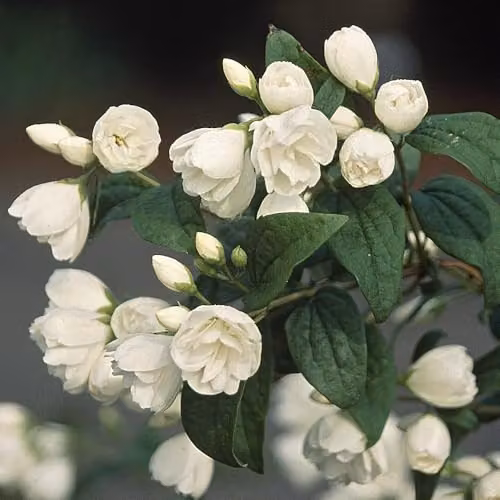 YouGarden Philadelphus Snowbelle White Ornamental Shrub in a 2-3L Pot – 2