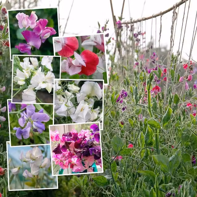 Unwins Extra Fragrant Sweet Pea Seeds Multicolour Climbing Flower Seeds