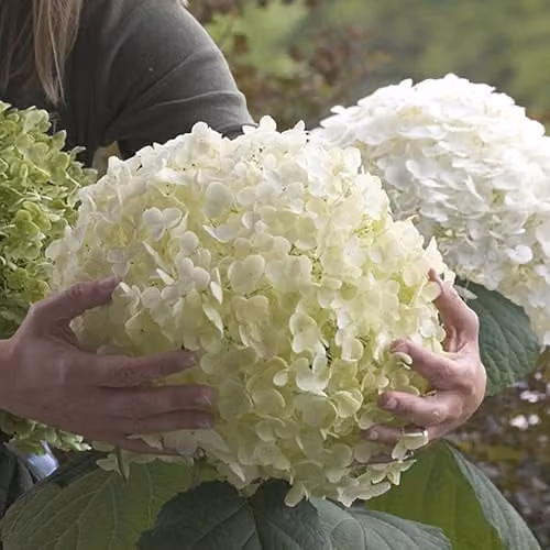 YouGarden Hydrangea Incrediball Ornamental Shrub with White Flowers in 3L Pot