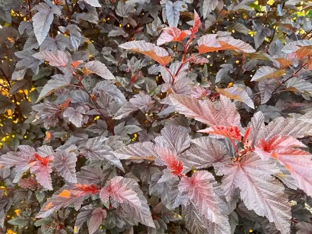 Direct Plants Physocarpus Lady in Red Ornamental Shrub, Height: 152.4 cm, 7.5 L Pot – 1