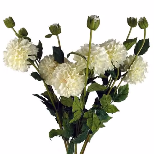 Leaf Pack of 6 Cream White Artificial Dahlia PomPom Flower Stems, Height: 75 cm