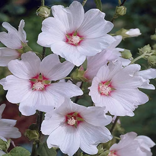 YouGarden 3 x Patio Lavatera Mallow Barnsley Baby Pink and White Perennial Flowering Plants in 9cm Pots – 2