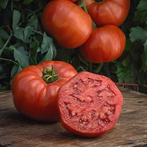 Thompson and Morgan Tomato Burlesque Vegetable Seeds, 1x Seed Packet – 1