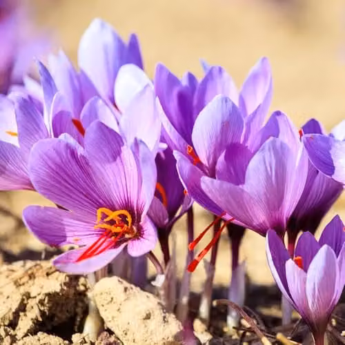YouGarden Saffron Crocus Crocus sativus Bulbs, 40 Bulbs, Purple and Red Autumn Flowers – 2
