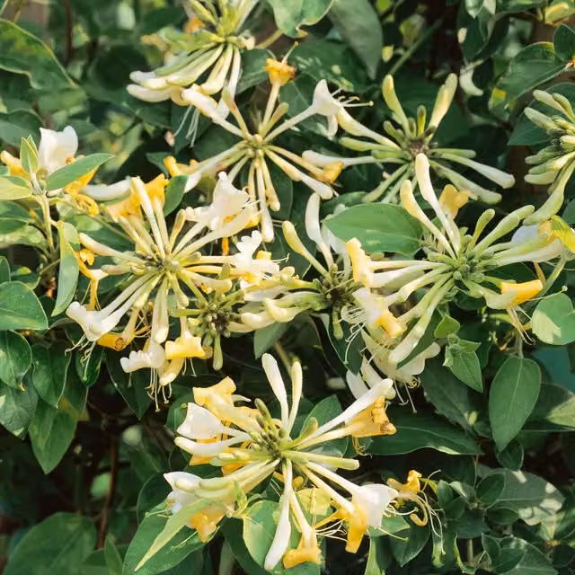 Marshalls Garden Graham Thomas Honeysuckle Climbing Perennial with Yellow Flowers, Pack of 3 x 9cm