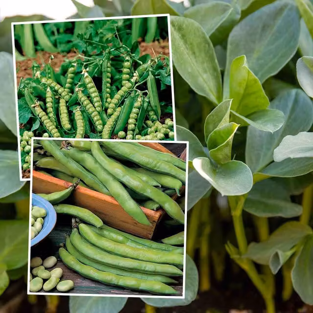 Marshalls Garden Pea and Broad Bean Autumn Sowing Duo, Aquadulce Claudia and Douce Provence Vegetable Seeds, Pale Green