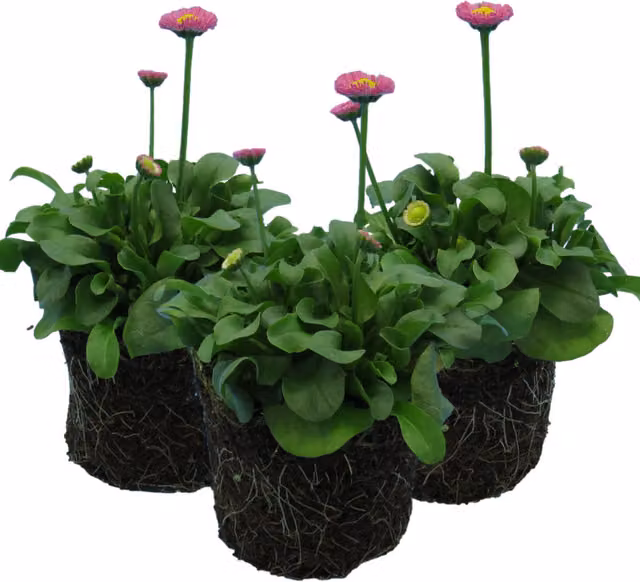 Plants by Post Bellis perennis Rose Pink Perennial Spring Flowers, Pack of 3, 10.5cm Pots