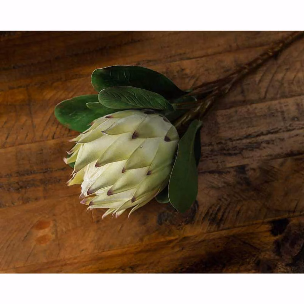 Lemon Pavilion Furniture and Decor Large White Protea Artificial Plant, W21 x D21 x H73 cm – 3