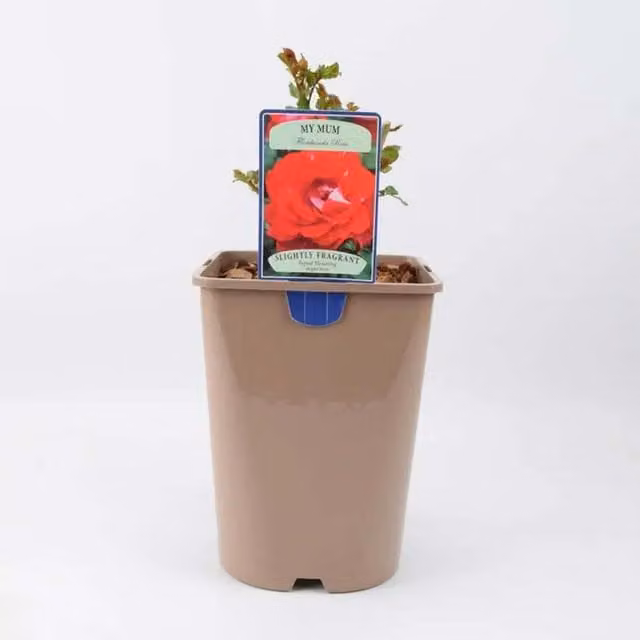Plants by Post My Mum Repeat Flowering Patio Rose Shrub, Pink and Red, 5.5L Pot
