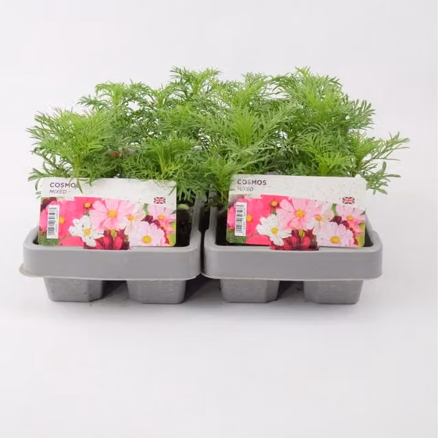 Plants By Post Cosmos Mixed Ornamental Outdoor Plants, 6 Pack, Pink, White, Purple and Multicolour