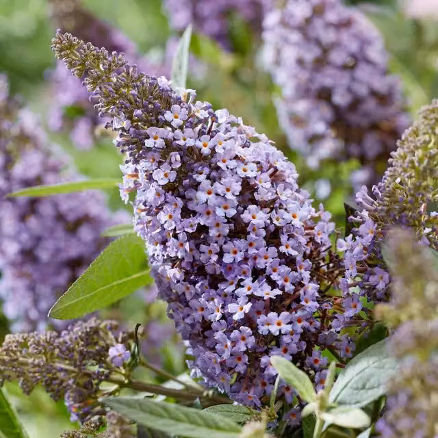 Marshalls Garden Buddleja Butterfly Candy Little Sweetheart Ornamental Shrub, Purple