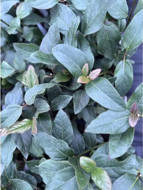 Direct Plants Viburnum Tinus Purpureum Evergreen Garden Shrub, Green, Purple, White and Pink