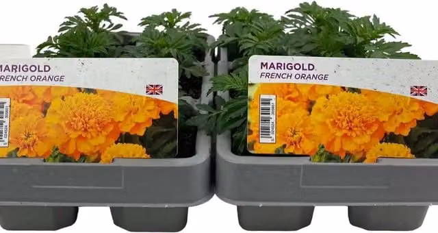 Plants By Post Marigold French Orange Bedding Plants, 12 Pack