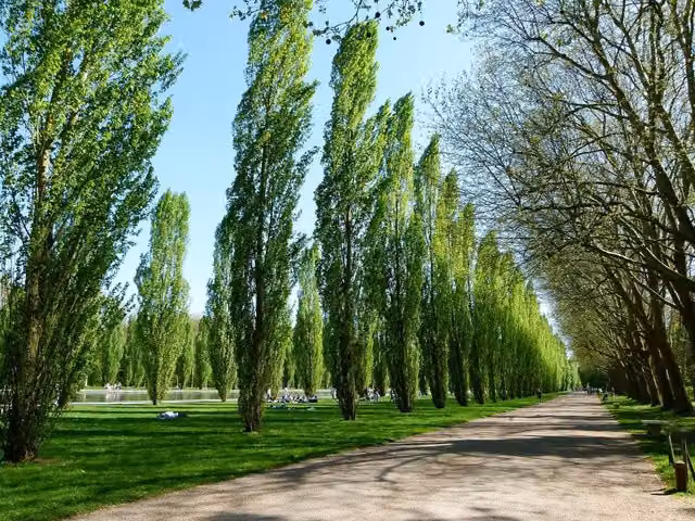 Direct Plants 3 x Large Populus Nigra Poplar Italica Deciduous Hedging Trees, Height: 182.88 cm, in Pots