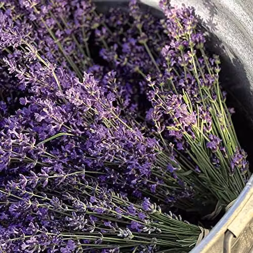 Thompson and Morgan Lavandula Munstead Lavender Hardy Ornamental Shrub, 6 Jumbo Plug Plants, Purple and Silver – 3