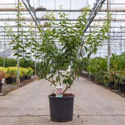 Thompson and Morgan Prunus mume Beni-Chidori Japanese Apricot Ornamental Tree with Red Spring Blossom, 7.5 Litre Pot
