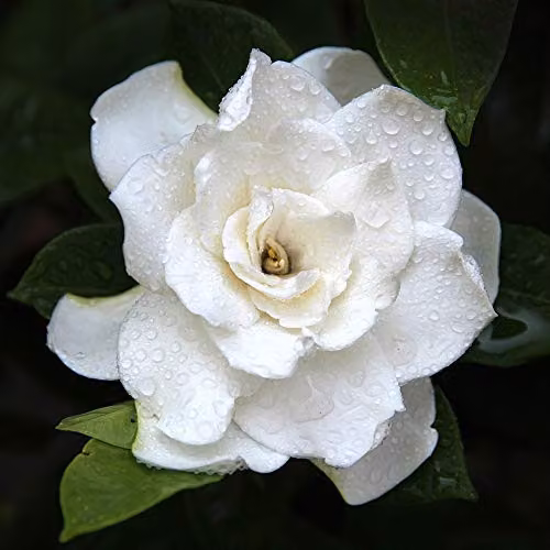 Thompson & Morgan Gardenia Crown Jewels Cape Jasmine Evergreen Hardy Shrub with Fragrant White Double Blooms, 1x 9cm Potted Plant