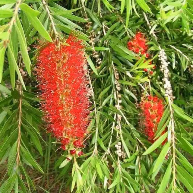 Direct Plants Callistemon Ridgitus Red Bottle Brush Evergreen Ornamental Garden Shrub