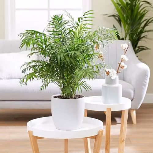 Primrose Plant Theory Chamaedorea elegans Parlour Palm Indoor Houseplant, 20 cm, Green – 2