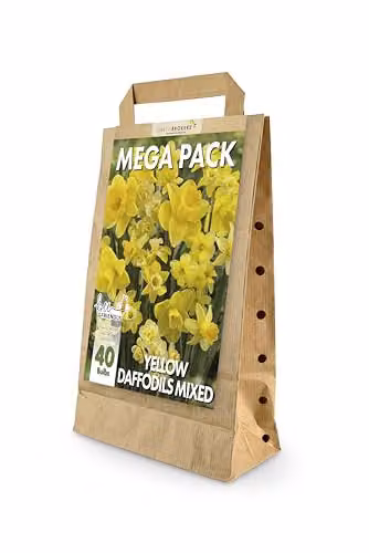 GreenBrokers Big Value Pack Daffodil Bulbs, Yellow and Multicolour Spring Flower Bulbs