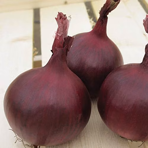 Thompson and Morgan Red Herald Onion Seeds, 1 Packet