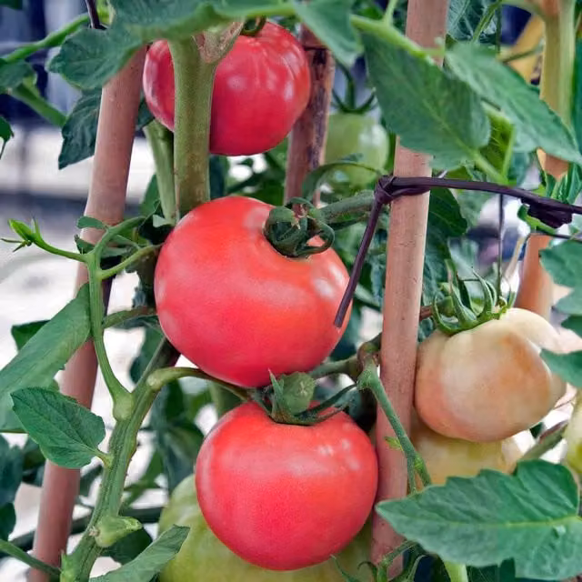 Marshalls Honeymoon F1 Garden Tomato Seeds, Red Fruit, 6 Pack
