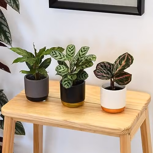 Thompson and Morgan Calathea Makoyana Starter Mix, 6 x 6cm Potted Green Foliage Perennial Indoor Plants