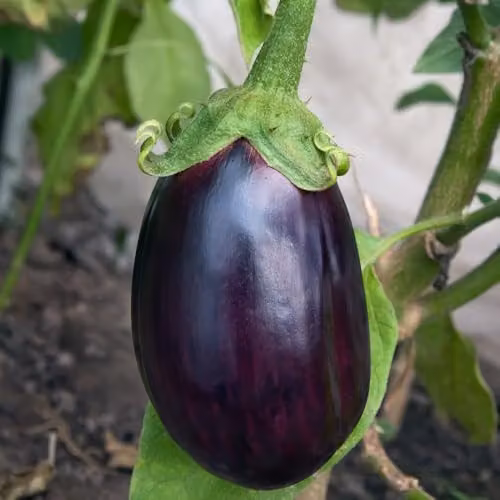 Thompson & Morgan Aubergine Black Beauty Seeds, 8 Seeds per Packet – 1