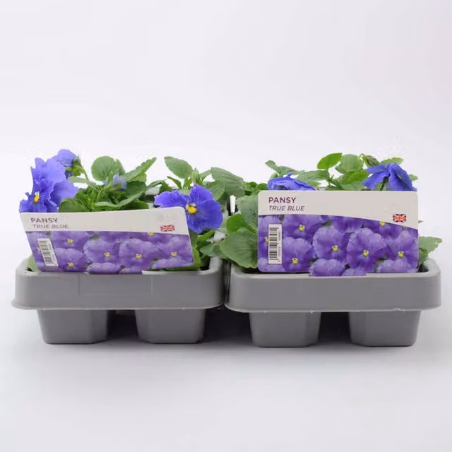 Plants by Post True Blue Pansy Bedding Plants, 12 Pack
