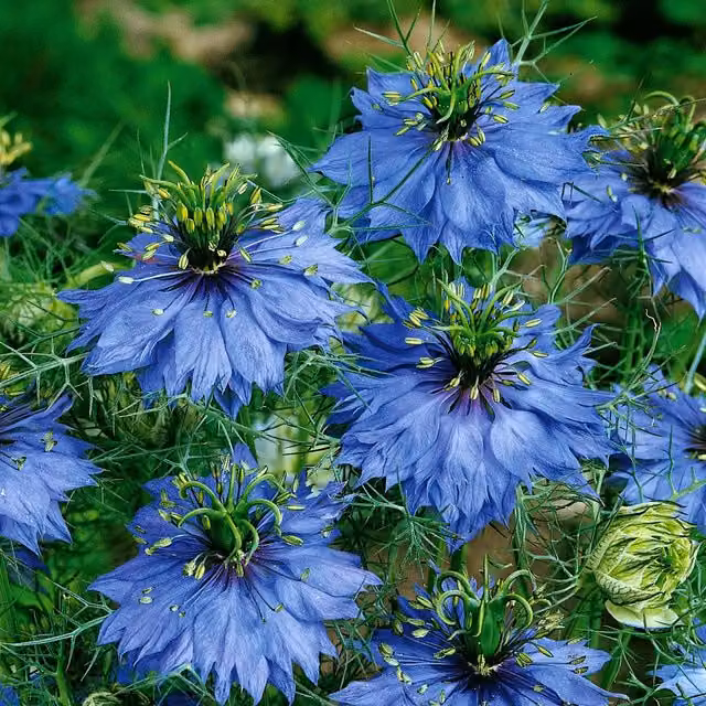 Unwins Love in a Mist Miss Jekyll Blue Flower Seeds