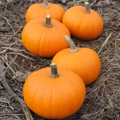 Thompson & Morgan Pumpkin Baby Bear F1 Hybrid Seeds, Orange, 10 Seeds – 2