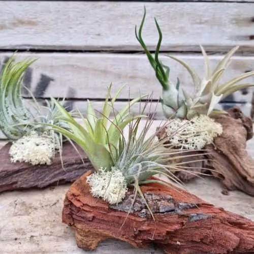 Thompson & Morgan Pack of 2 Green Tillandsia Air Plants on Natural Wooden Logs