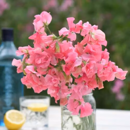 Thompson & Morgan Sweet Pea Tara Seeds, Rose-Pink Hardy Annual Flower Seeds, 16 Seeds